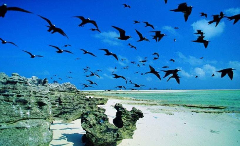 Coastal birds flying over beach