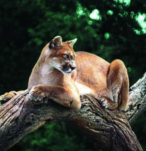 Cougar resting on log