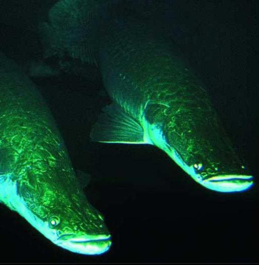 Hummingbird with iridescent plumage